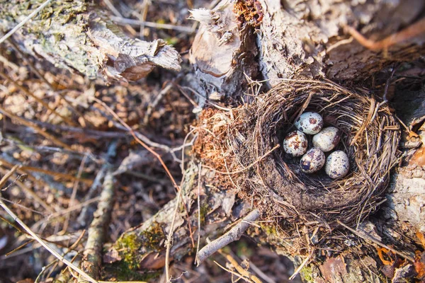 Nest mit Vogeleiern im Frühlingswald — Stockfoto