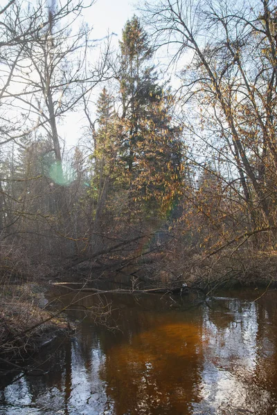 Forest River all'inizio della primavera al tramonto — Foto Stock