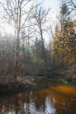 Gün batımında erken baharda orman Nehri