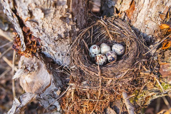 Nest mit Vogeleiern im Frühlingswald — Stockfoto