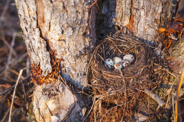 Nest mit Vogeleiern im Frühlingswald — Stockfoto