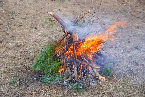春の森の松の枝の焚き火 — ストック写真