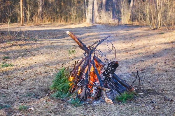 Hoguera de ramas de pino en el bosque de primavera —  Fotos de Stock