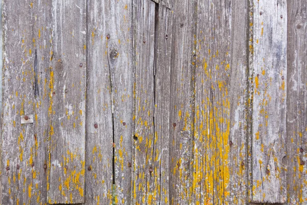 The texture of the old shabby gray fence and the remnants of yellow paint