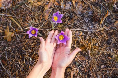 Bir kızın elleri bahar ormanında pasque-çiçek toplamak