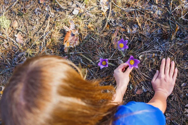 The girl collects pasque-flower in the spring forest — Stock Photo, Image