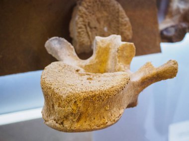 Rusya, Bryansk bölgesi, Yudinovo. Müze Paleolitik - 19 Nisan 2019: Gezi. Fosilleşmiş omurga kemiği mamutu
