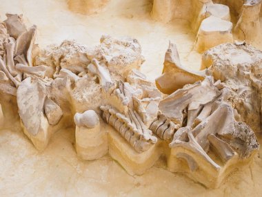 Rusya, Bryansk bölgesi, Yudinovo. Müze Paleolitik - 19 Nisan 2019: Gezi.