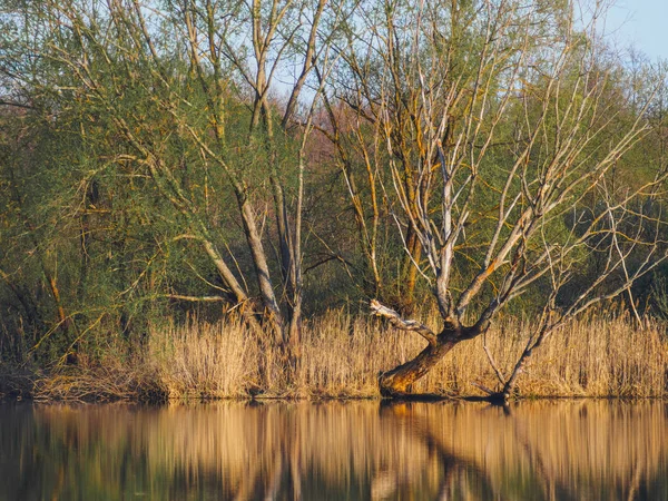 Orilla de un lago con árboles al atardecer del día. Sauce joven sobre el agua — Foto de Stock