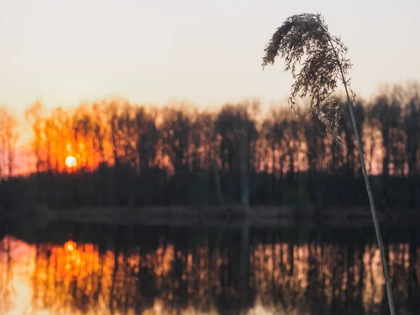 Tramonto sul lago. C'è una foresta in lontananza — Foto Stock