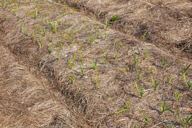 Sarımsak bahçede büyüyen genç yeşil