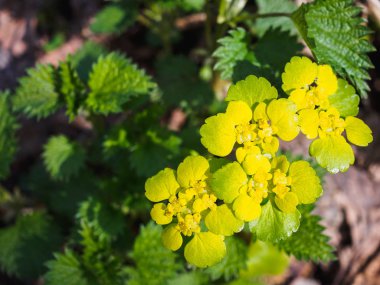 Bahar ormanında sarı su çiçekleri