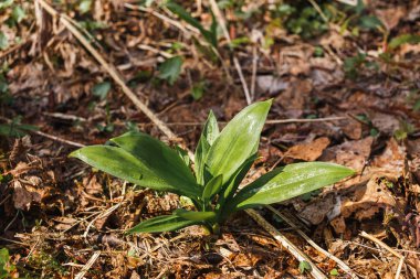 Ramson bahar genç ormanda yetişir