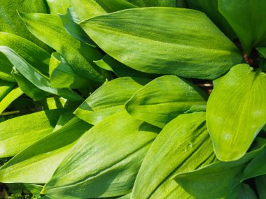 Ormanda ilk yabani sarımsağı toplamak