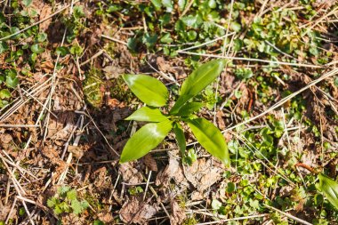 Ormanda ilk yabani sarımsağı toplamak