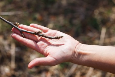 Bahçedeki kızın elinde elma ağacı