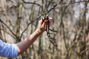 Bir kızın elinde elma ağaçlarının sprigs