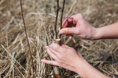 Bir adam bahçede vahşi bir elma keser. Greft