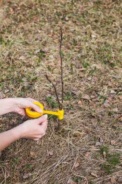 Raspis elma ağaçlarının bahar aşılama. Melezleme