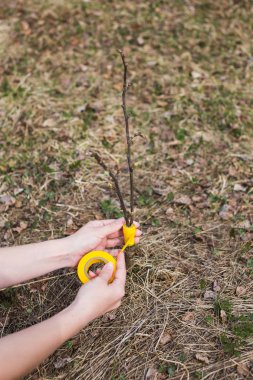 Raspis elma ağaçlarının bahar aşılama. Melezleme