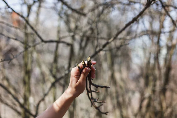 Sprigs of apple trees in the hands of a girl — Stock Photo, Image