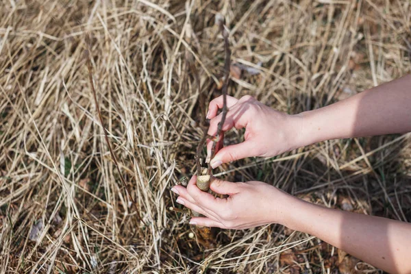A girl makes a wild apple graft in early spring — Stock Photo, Image