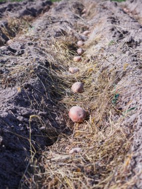 Baharda bahçede patates ekiyorum.
