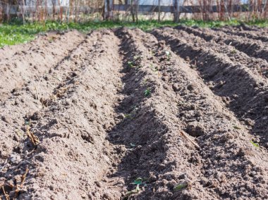 Baharda bahçede patates ekiyorum.