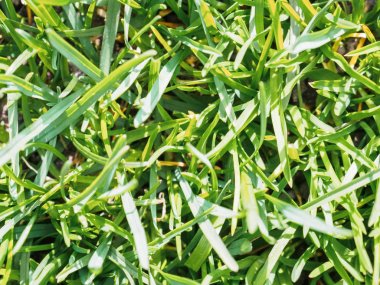 Yeşil genç ilk çimbaharda. Yukarıdan görüntüle