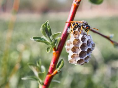 Yeşil arka plan üzerinde bir dal üzerinde küçük yaban arıntı kovanı
