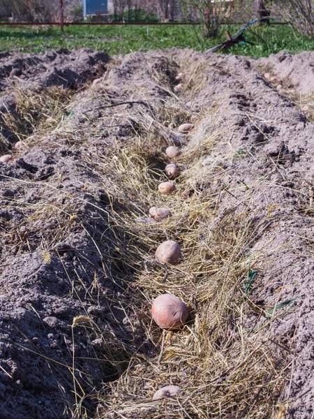 春天在花园里种植土豆 — 图库照片