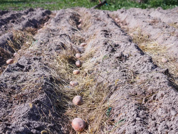 Plantando batatas na primavera no jardim — Fotografia de Stock