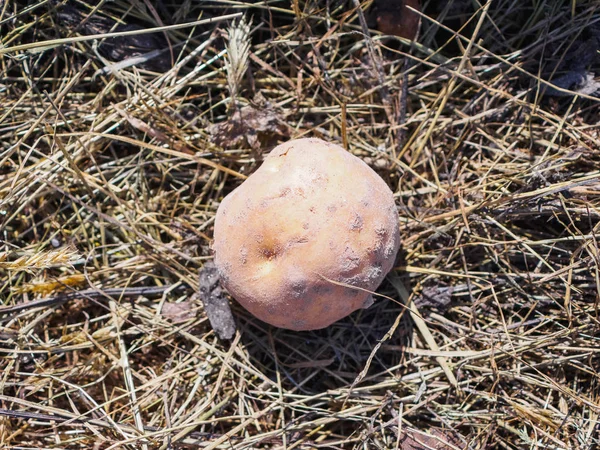 Jeden ziemniak na suchej trawie. Może być używany jako tło — Zdjęcie stockowe