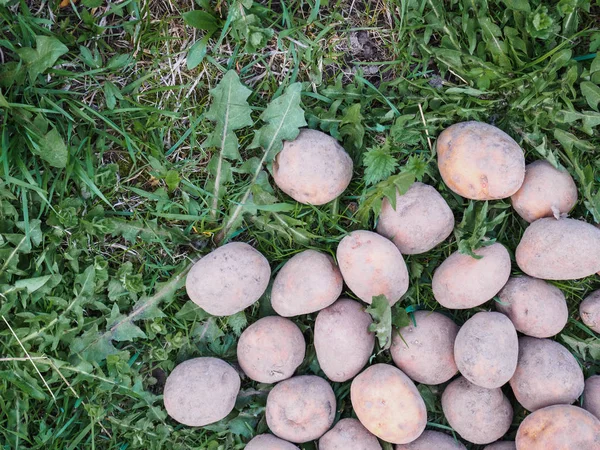 Patatas de semilla de primavera en fondo de hierba verde —  Fotos de Stock