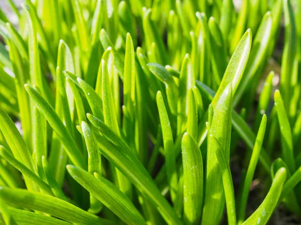 První zelená tráva na jaře. Pohled shora — Stock fotografie