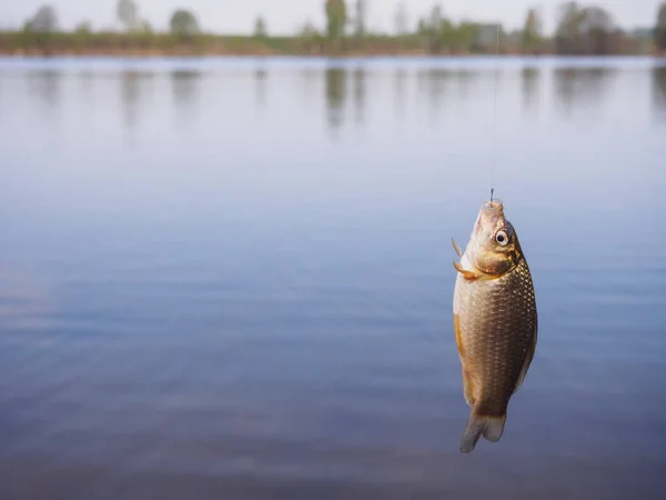 Pequeno crucian pendurado em um gancho acima da água — Fotografia de Stock