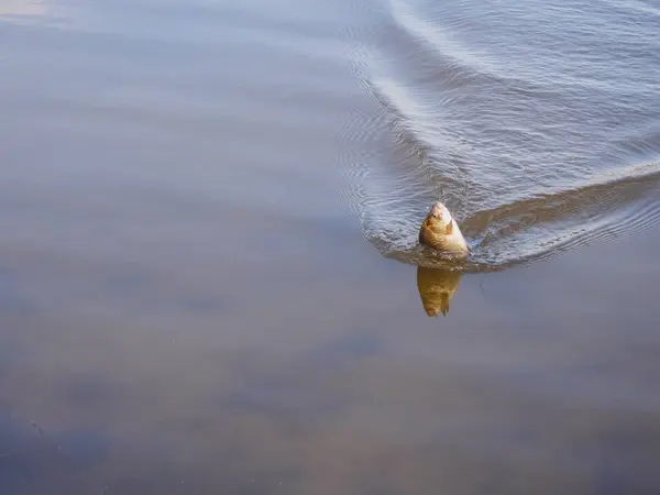 Carpa se saca del agua en un gancho — Foto de Stock