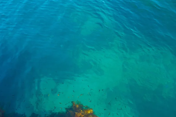 Achtergrond van de turquoise zee met vis. Uitzicht vanaf boven — Stockfoto