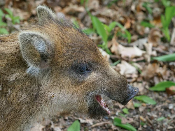 Portrait Small Wild Striped Boar Spring Forest — Stock Photo, Image
