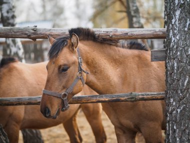 Açık havadaki safkan bir atın portresi..