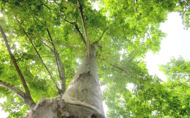 Orman ağacı. Doğa tablo yeşil ağaç güneş ışığı. gökyüzü
