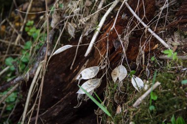 Lunaria yaprakları doğada bir ağaç gövdesi arka planı