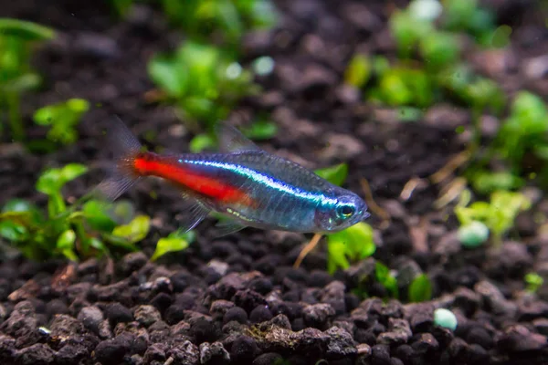 Makro fotoğraf kırmızı srtipe ile mavi balık