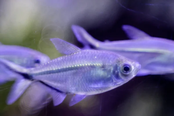 Makro fotoğraf küçük mor balık