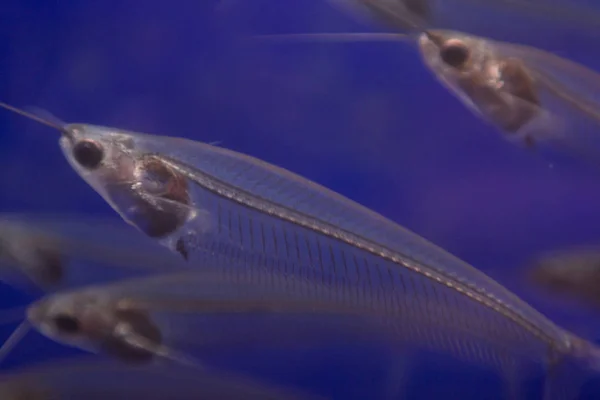 Macro Foto Vários Pequenos Peixes Transparentes — Fotografia de Stock