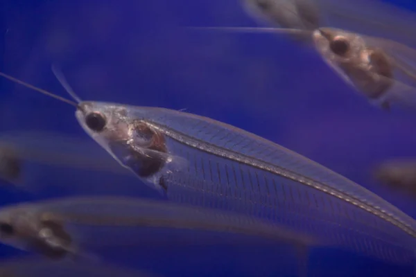 Makro fotoğraf birkaç küçük şeffaf balık