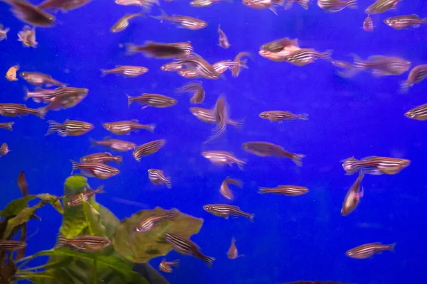 Макрофотография Полосатой Рыбы — стоковое фото