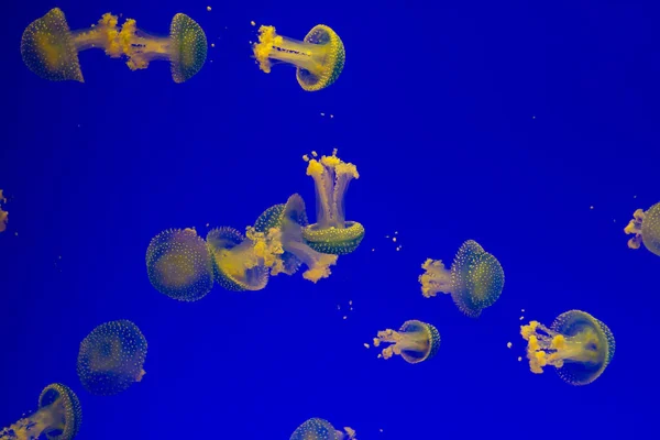 Grandes Medusas Amarelas Azuis Fundo Azul — Fotografia de Stock