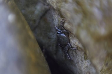 Makro fotoğraf taşlar arasında küçük yengeç