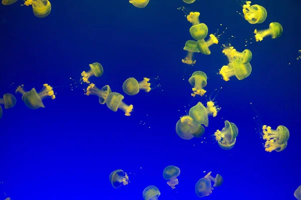 Büyük sarı ve mavi jellyfishes mavi zemin üzerine Grup